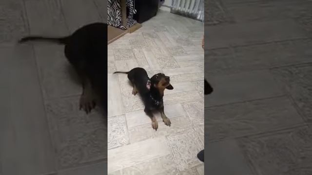 Пёс сам выполняет команды, которые его не просили за вкусняшку 🤣😂 смотреть онлайн
