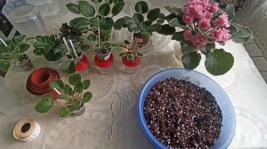 Фитильный полив. Полный курс!!!