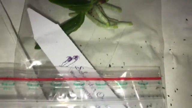 Ура, посылка! Швертер. Последняя в этом году. Первое цветение дендробиума. смотреть онлайн