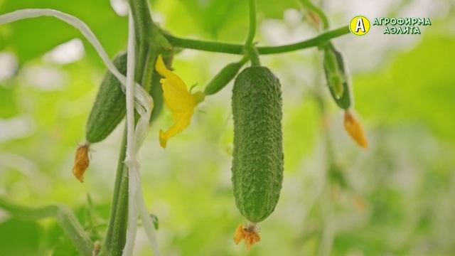 Корнишоны БАБУШКИН СЕКРЕТ F1 и ШПИНГАЛЕТ F1. Супер популярные пучковые гибриды огурца!