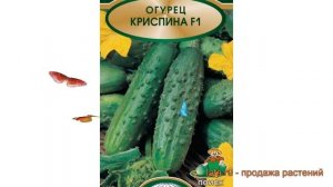 Огурец обыкновенный Криспина F1 (krispina f1) ? обзор: как сажать, семена огурца Криспина F1