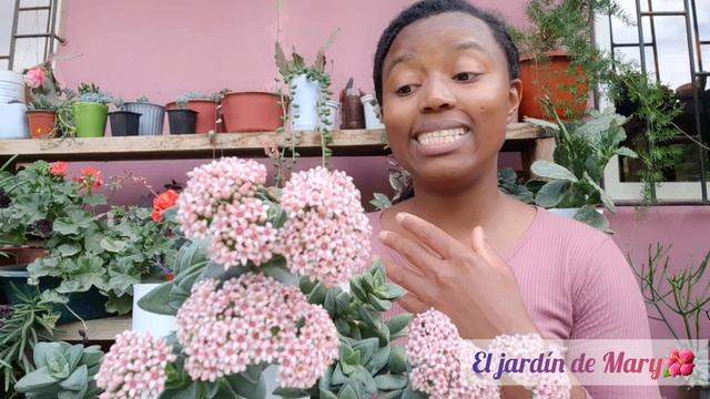 Crassula Springtime - Lo que debes saber? #suculentas #crassula смотреть онлайн