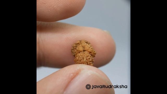 Real Trijuti Rudraksha Round Beads 15.75 mm | Java Indonesian Original смотреть онлайн