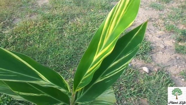 Stromanthe Triostar (Lachi or Elaichi) Plant Care And Growing Tips (Urdu/Hindi/English Subtitle) смотреть онлайн