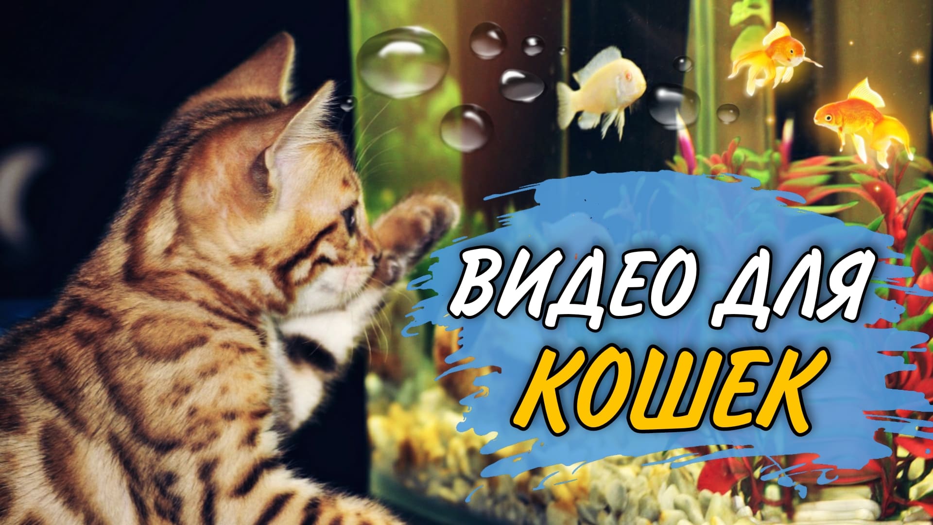 Видео для котят | Игра для котят на экране | Рыбки плавают