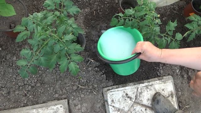 Перше та дуже важливе підживлення розсади помідорів після посадки в грунт смотреть онлайн