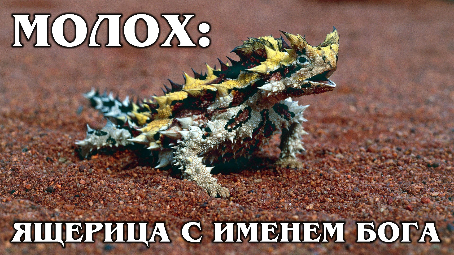 МОЛОХ: Ящерица, сделанная из острых лезвий впитывает воду | Интересные факты про ящериц и рептилий смотреть онлайн
