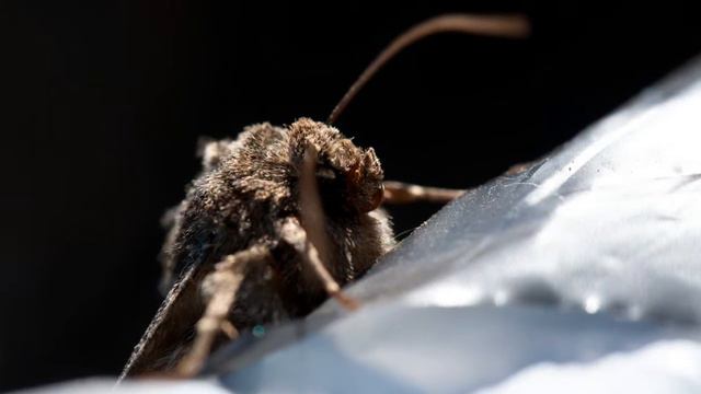 Tamron 60/2 1:1 Macro смотреть онлайн