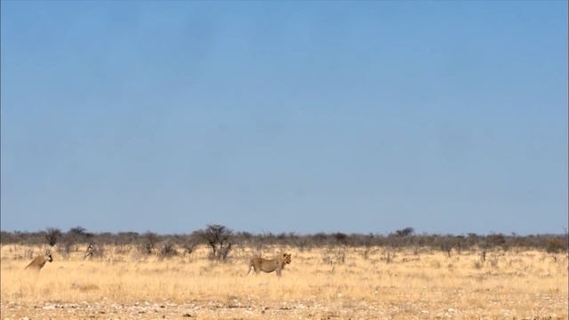 Выживание в дикой природе - Часть 3-5 - Документальный фильм - Сборник смотреть онлайн