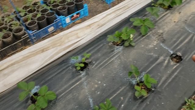 Обработка от вредителей клубники, малины и ежевики. смотреть онлайн