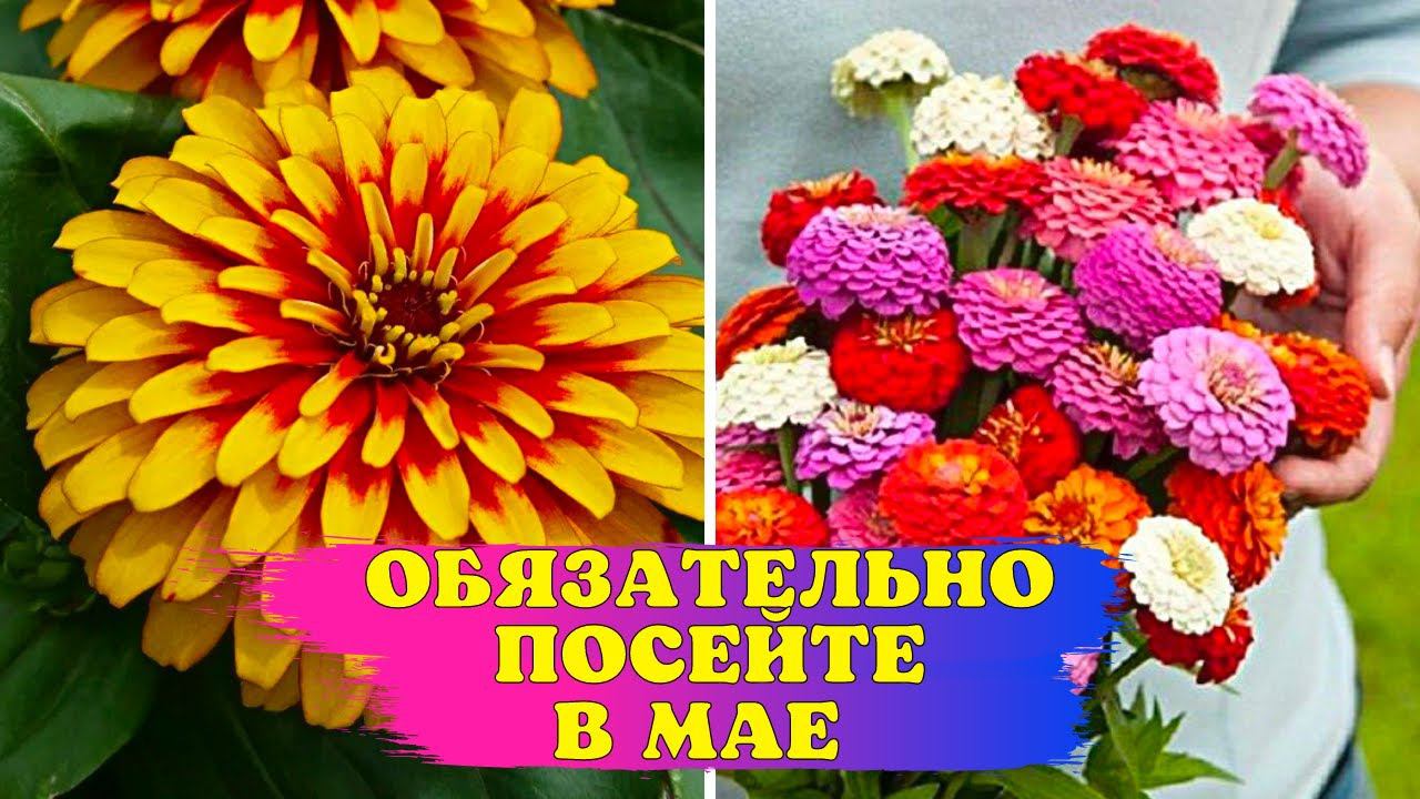 Просто посейте В МАЕ! ЛУЧШИЙ однолетник ДЛЯ СРЕЗКИ и КЛУМБЫ! смотреть онлайн