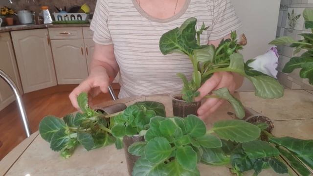 глоксинии растут в любой ёмкости . главное грунт свет и полив.9.06.2021год смотреть онлайн