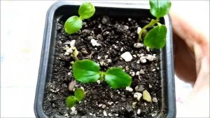 Как посадить Папайю