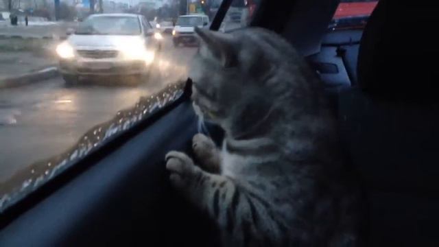 Кот и автомобили )) смотреть онлайн