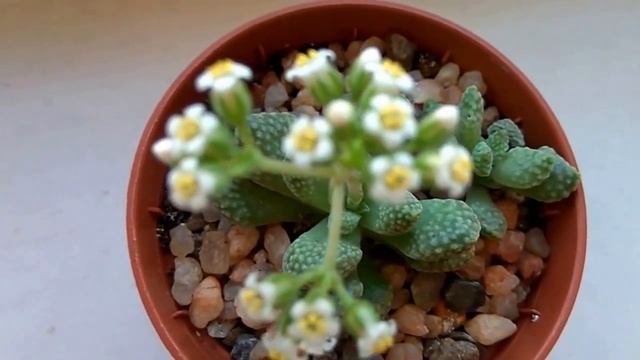 DIY У меня зацвела КРАССУЛА Flowering Crassula ausensis смотреть онлайн
