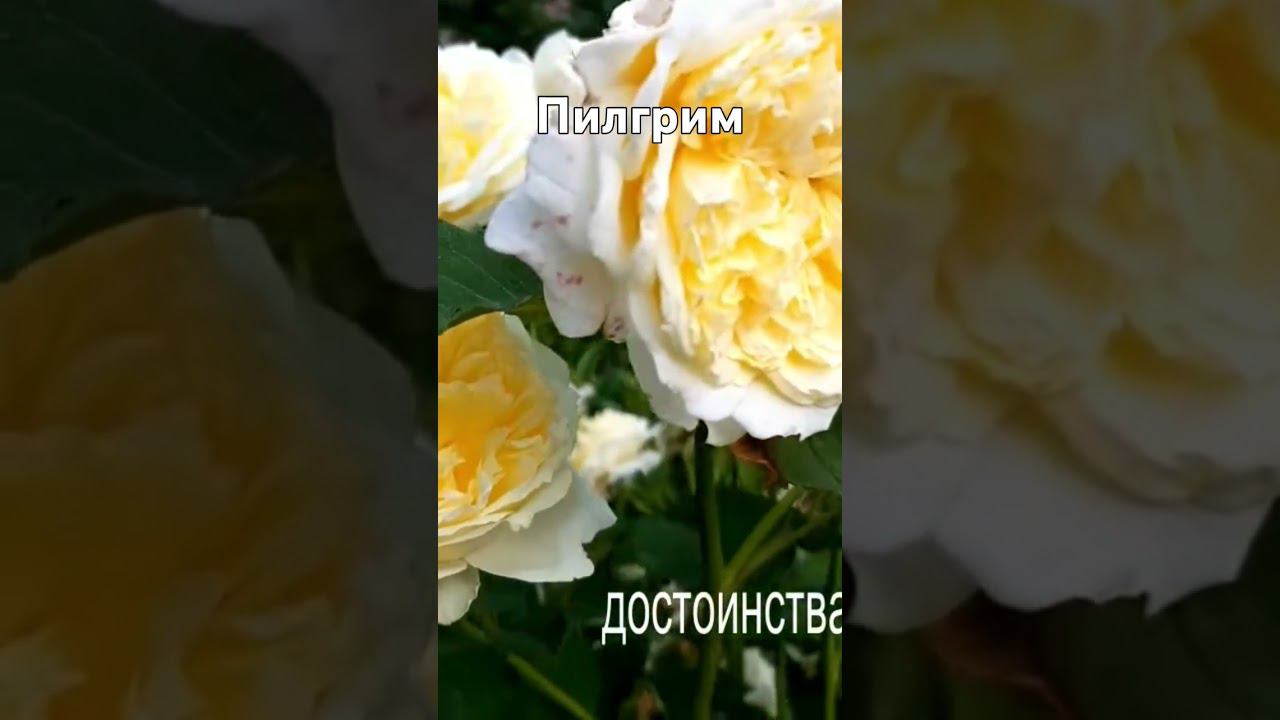 Пилгрим смотреть онлайн