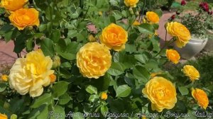 РОЗА ДЖУЛИЯ ЧАЙЛД или АБСОЛЮТЛИ ФАБУЛОС