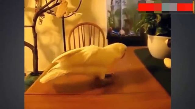 Мое измененное видео / танцы смотреть онлайн