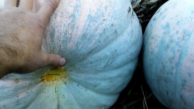 Карета для Золушки.... смотреть онлайн