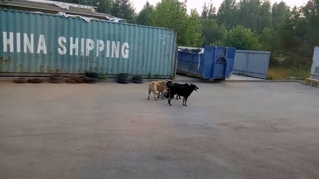Драки собак жестокие смотреть онлайн
