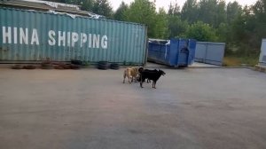 Драки собак жестокие