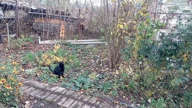 Дружковка 2 ноября 2023.Полная история моей клумбы.У Марси демодекоз... смотреть онлайн