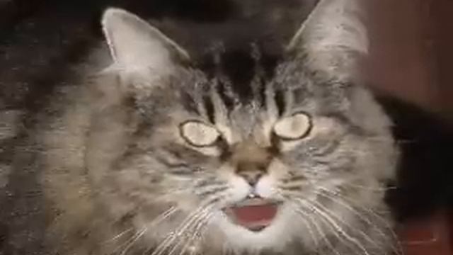 La crise de la chatte смотреть онлайн