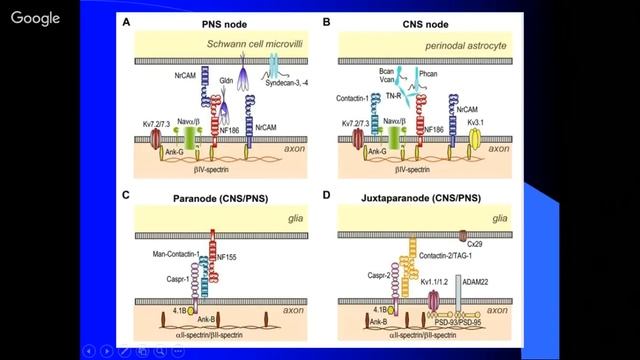 Myelin смотреть онлайн
