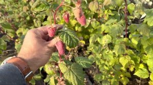 Малина ремонтантная Полет Костенко