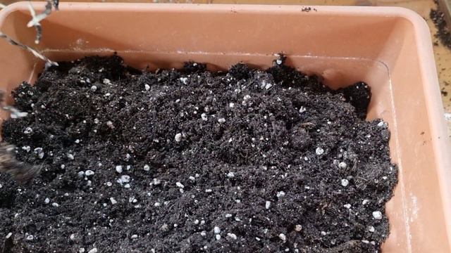 пересадка укоренившихся деток из осенней закупки смотреть онлайн