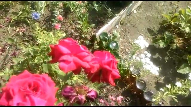 Зачем летом обрезать розы после цветения?? Правильная обрезка роз!! смотреть онлайн