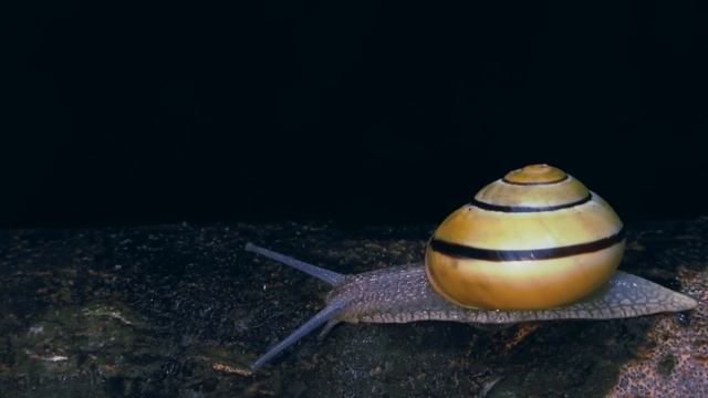 Улитки: знакомые незнакомцы | Познавательное видео про улиток | Удивительный мир беспозвоночных