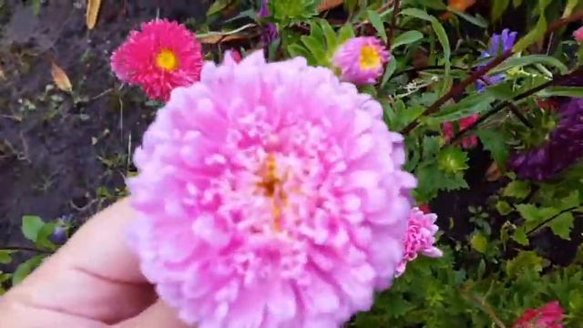 АСТРЫ ОСЕННИЕ ЦВЕТЫ ВСЕ, ЧТО НУЖНО ЗНАТЬ.