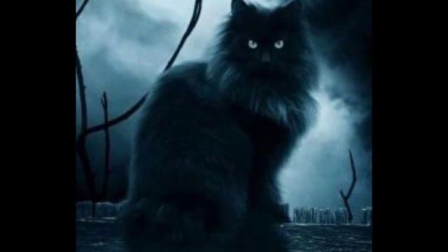 мои фото котов серия 1. смотреть онлайн