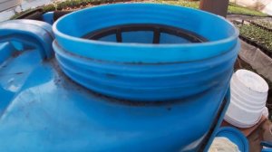 Чем подкормить эустому?