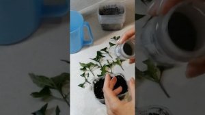 Черенкование кроссандры