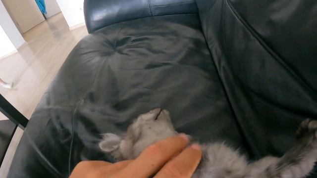 Котёнок Боня. Судьба выброшеного котёнка. смотреть онлайн