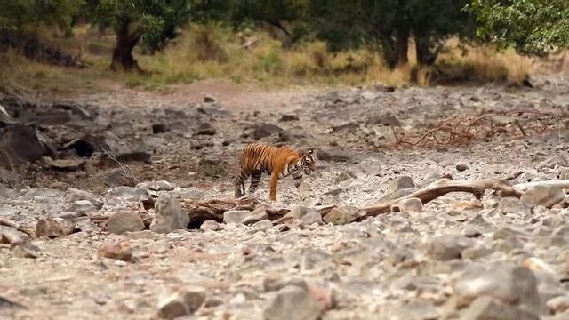Ranthambore National Park || Discover Rajasthan