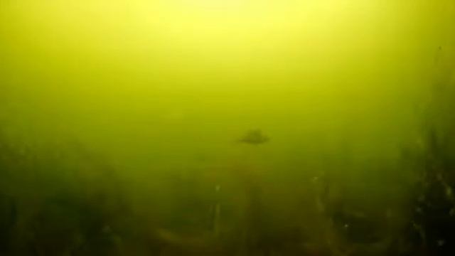 Подлёдная жизнь. Карьер у п.Керамзитный. Камера imax cam h8 pro. смотреть онлайн