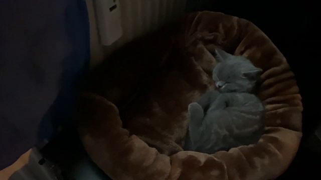 Сонный час: котята наигрались и уснули смотреть онлайн