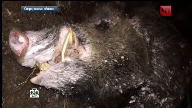 Самый большой кабан в мире убит в Свердловской области смотреть онлайн
