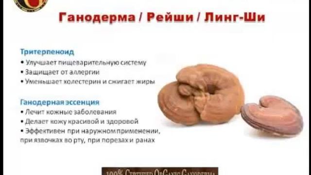 Ганодерма - гриб бессмертия