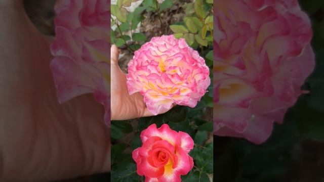 Ещё немного роз смотреть онлайн