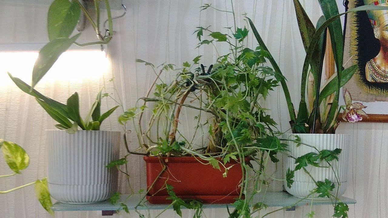 Вернула на места. Комнатные растения. смотреть онлайн