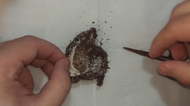 Открываю кокон паука-птицееда \ Opening Tliltocatl (ex-Brachypelma) albopilosus egg sack смотреть онлайн