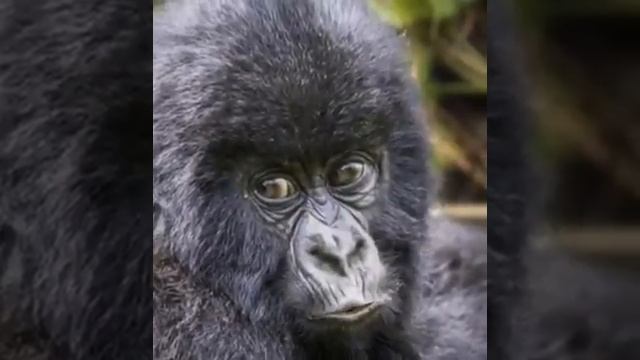 Гарила говорит по мордовски смотреть онлайн