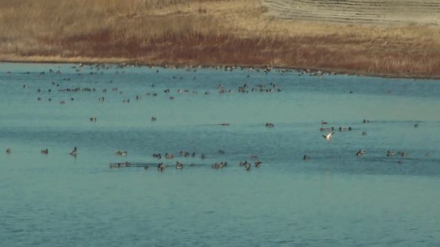 Spinner Vs No Spinner - How to Use Spinning Wing Decoys смотреть онлайн