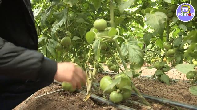 Гибрид томата PINK PARADISE F1 в теплице у Вити (19-04-2018) смотреть онлайн