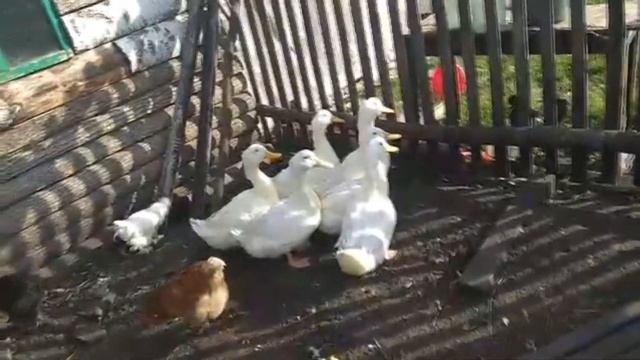 Забой уток Черри Велли и Стар 53 смотреть онлайн