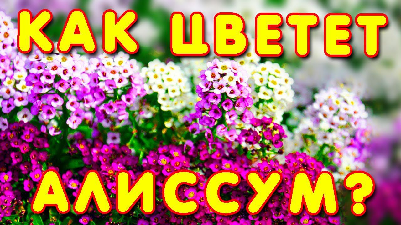 АЛИССУМ: выращивание из СЕМЯН и лучший ЦВЕТОЧНЫЙ КОВЕР для вашего бордюра